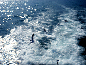 DSC01008.jpg